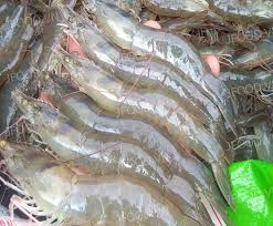 Tôm Việt bứt tốc trên thị trường thế giới