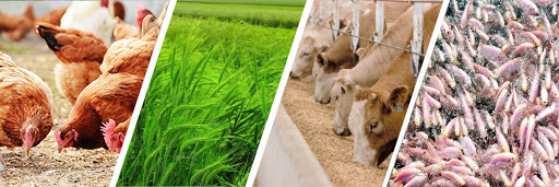 Xuất khẩu thức ăn gia súc 9 tháng năm 2025 tăng 33,43%