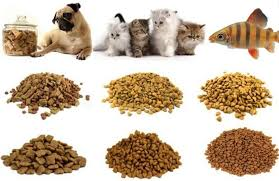 Nhập khẩu thức ăn gia súc 9 tháng năm 2025 