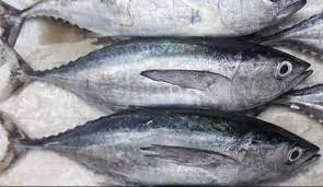 Thách thức ngành cá ngừ trước cơ hội miễn thuế vào Mỹ