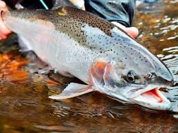 Xuất khẩu thủy sản của Na Uy tháng 10/2025 giảm nhẹ