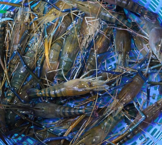 Xuất khẩu tôm tháng 10 đạt mức cao nhất từ đầu năm