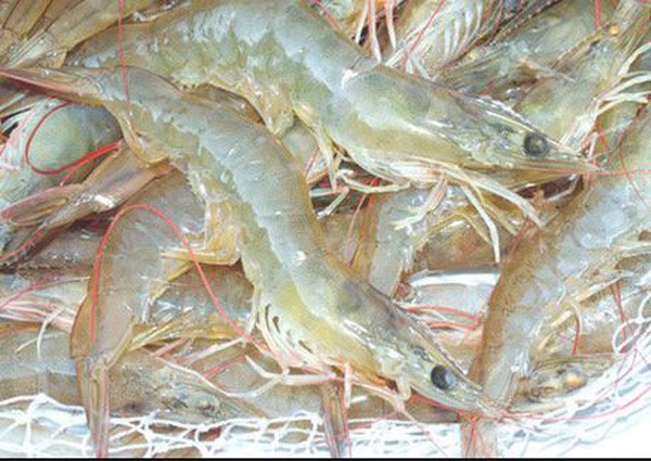 Mỗi năm xuất khẩu 2 tỷ USD, Mỹ trở thành thị trường xuất khẩu số 1 của thủy sản Việt Nam