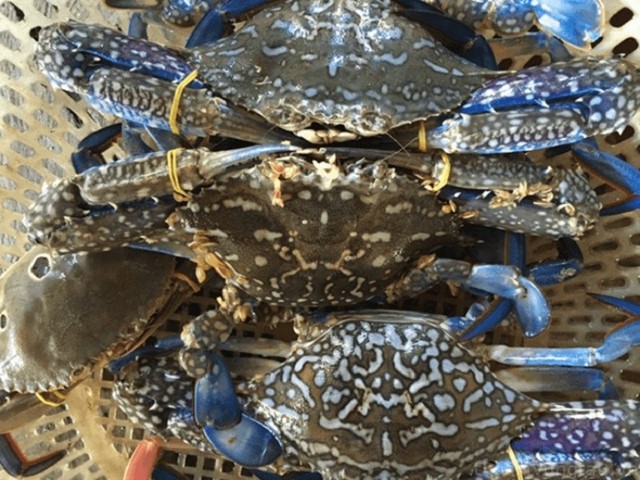 Xuất khẩu ghẹ sang Mỹ chiếm hơn 80%