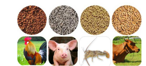 Thị trường xuất khẩu thức ăn gia súc 11 tháng năm 2025 