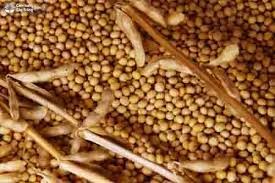 Nhập khẩu đậu tương năm 2025 tăng cả về lượng và kim ngạch  