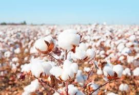 Nhập khẩu bông từ các thị trường năm 2025 