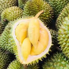 Giá sầu riêng ngày 10/2/2026: Thị trường chững giá, nhiều kho ngừng thu mua 