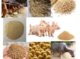 Nhập khẩu thức ăn gia súc và nguyên liệu từ các thị trường chủ yếu tháng 1/2026 