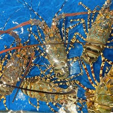 Trung Quốc chi gần 900 triệu USD mua tôm hùm Việt Nam