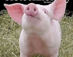 Xuất khẩu thịt lợn của Tây Ban Nha năm 2025 tăng 2,6% so với năm 2024