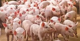 Sản lượng thịt lợn của Trung Quốc trong năm 2025 tăng