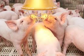 Sản lượng thịt của Đức năm 2025 đạt mức 6,9 triệu tấn