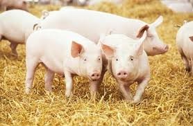 Năm 2025 sản lượng và tiêu thụ thịt lợn của Achentina tăng