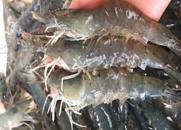 Xuất khẩu tôm của Ấn Độ sang các thị trường trong năm 2025 đạt 5,66 tỷ USD 