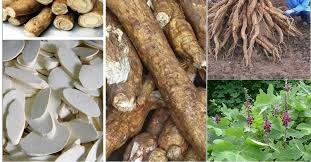 Xuất khẩu sắn và sản phẩm sắn quý I/2026 tăng cả khối lượng và trị giá 