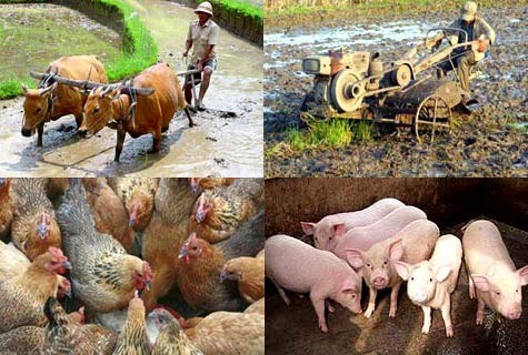 Những tác động của TPP đến nông nghiệp và ngành chăn nuôi