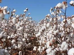 Giá bông  kỳ hạn tại NYBOT sáng ngày 18/7/2016