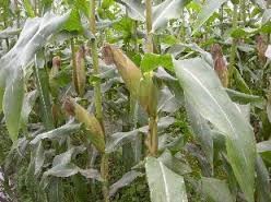 Giá ngô kỳ hạn tại NYBOT sáng ngày 19/7/2016