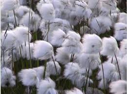 Giá bông  kỳ hạn tại NYBOT sáng ngày 20/7/2016