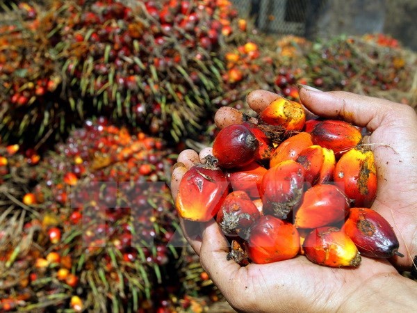 EU, Indonesia nhất trí khởi động các cuộc đàm phán về FTA