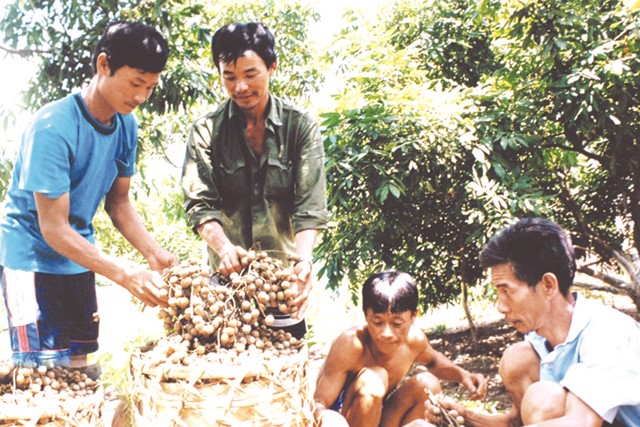 Xây dựng thương hiệu cho nhãn Hưng Yên: Cần làm ngay!