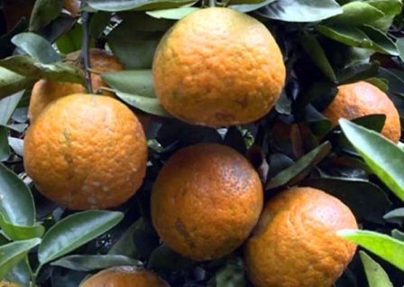 Bảo hộ chỉ dẫn địa lý cho sản phẩm cam sành “Hà Giang”