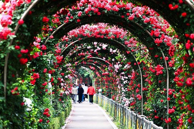 Giá vé tham dự lễ hội hoa hồng lớn nhất Việt Nam