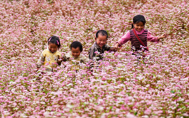 Những địa điểm ngắm hoa tam giác mạch đẹp nhất Hà Giang