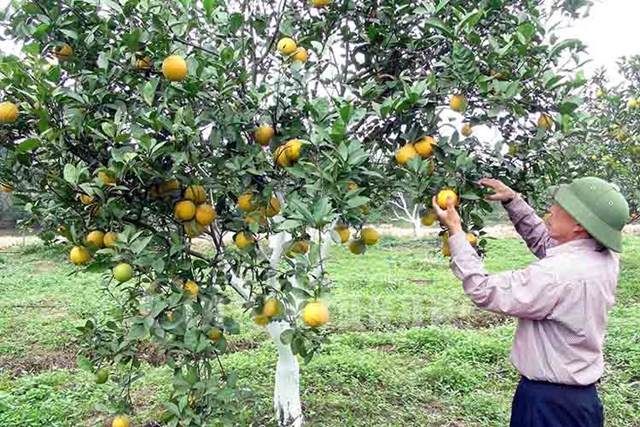Nghệ An sẽ dán tem điện tử cho 550 nghìn quả cam trong năm 2017