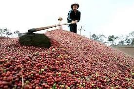 Giá cà phê trong nước giảm tiếp 600 nghìn/tấn do real Brazil suy yếu