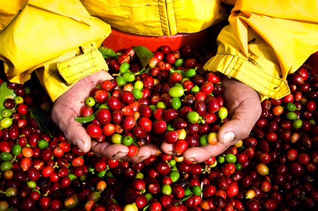 Giá cà phê trong nước tăng 500 nghìn đồng/tấn
