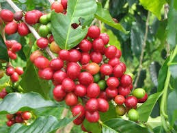 Giá cà phê trong nước giảm tiếp 400 nghìn đồng/tấn