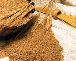 ANZ dự báo giá lúa mỳ, ngô và bông giảm