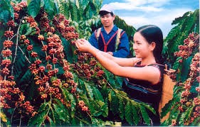 Giá cà phê trong nước giảm mạnh 800 nghìn đồng/tấn ngày 8/10