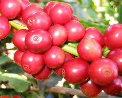 Giá cà phê trong nước giảm 300 nghìn đồng/tấn ngày 14/10