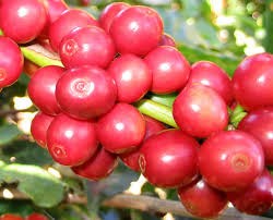 Giá cà phê trong nước giảm tiếp 400 nghìn đồng/tấn ngày 21/10