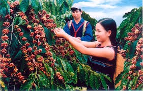 Giá cà phê trong nước giảm tiếp 100 nghìn đồng/tấn ngày 22/10