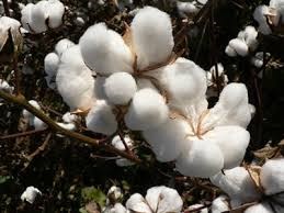 USDA: Dự báo cung cầu bông thế giới niên vụ 2016/17 