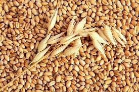 Thị trường NL TĂCN thế giới ngày 25/5: Giá lúa mì hồi phục từ mức thấp 12 ngày