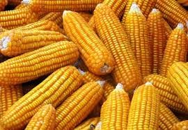 Thị trường NL TĂCN thế giới ngày 24/8: Giá ngô giảm nhẹ