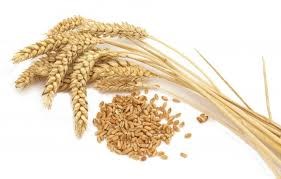 Khách hàng châu Á chuyển sang lúa mì Australia do giá giảm 