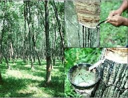 Giá cao su châu Á ngày 22/9/2016