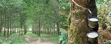 Giá cao su châu Á ngày 25/10/2016