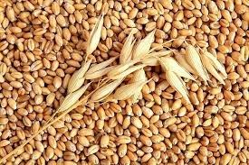 Giá lúa mì Nga tăng do đồng rup mạnh 