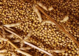 USDA: Dự báo cung cầu đậu tương thế giới niên vụ 2017/18