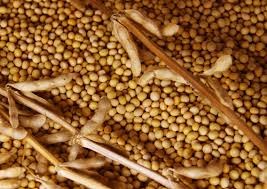 USDA: Dự báo cung cầu đậu tương thế giới niên vụ 2018/19
