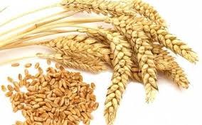 Giá lúa mì Nga giảm tuần thứ 7 liên tiếp 