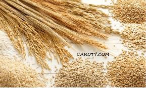 Giá lúa mì Nga tăng do đồng RUB tăng mạnh sau chuỗi giảm dài 