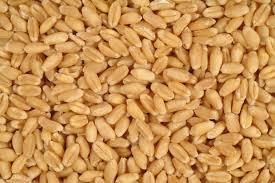 Thị trường TĂCN thế giới ngày 03/10/2019: Lúa mì tăng trở lại 
